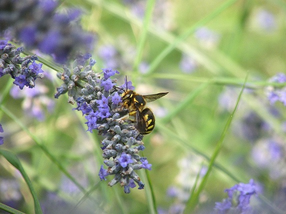 Anthidium ?